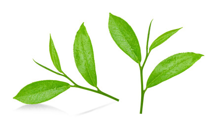Green tea leaf with drops of water on white background.