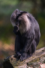 Lion macaque monkey on a tree trunk.
