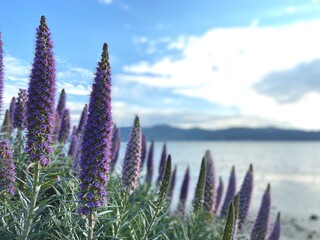 Beautiful flowers on coast