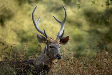 Sambar Deer in Ranthambore