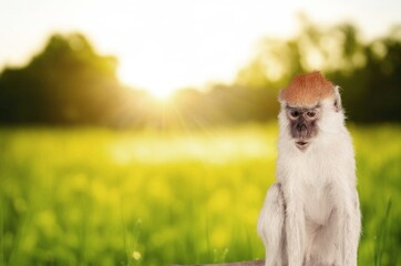 Cute wild monkey sitting on the grass
