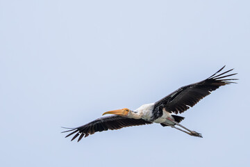 Painted stork in Bharatpur, Rajasthan, India 