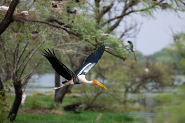 Painted stork in Bharatpur, Rajasthan, India 