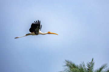 Painted stork in Bharatpur, Rajasthan, India 