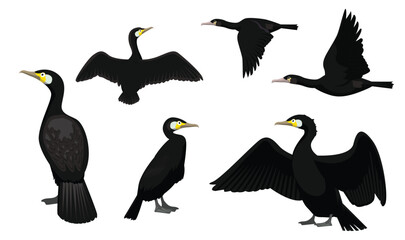 Great Cormorant Bird Various Poses Cartoon Vector Character