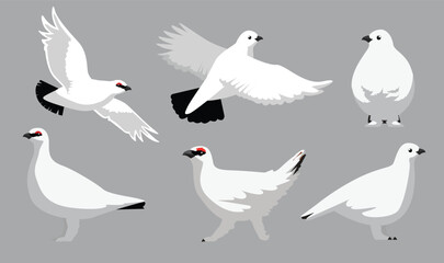 Svalbard Rock Ptarmigan White Winter Plumage Bird Flying Various Poses Cartoon Vector Character