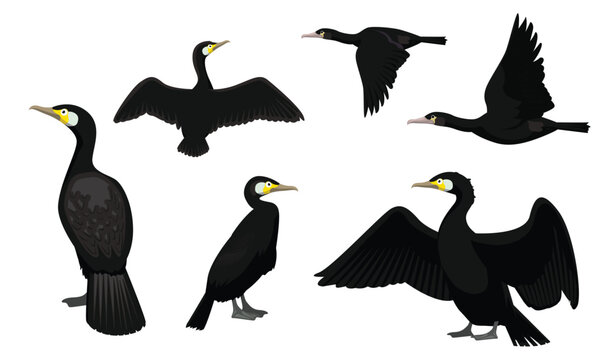 Great Cormorant Bird Various Poses Cartoon Vector Character