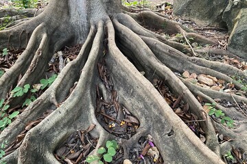 The details of an old tree's majestic roots spread along the ground