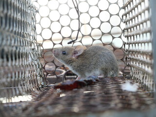 Rat in cage mousetrap, Mouse finding a way out of being confined, Trapping and control of rodents that cause dirt and may be carriers of disease, Mice try to find freedom