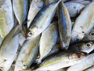Fresh Catch of Mackerel Fish Close-Up