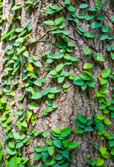 Ivy on the wall naturally