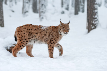 A lynx walking through fresh snow in a forest setting during winter, showcasing its distinctive fur and attentive posture