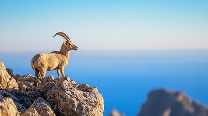 Capricorn on rocky mountain path, determined and steady