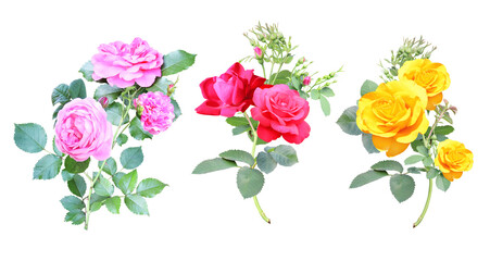 Set of branches with pink, yellow and red rose flowers and green leaf. Collection of rose flower with leaves. Isolated on white background