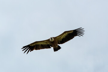 Vulture flying against the sky. Armenia, Caucasus.