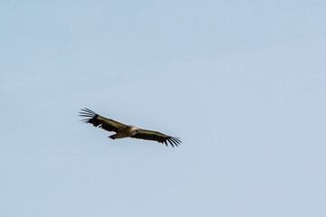 Vulture in the sky. Armenia, Caucasus.