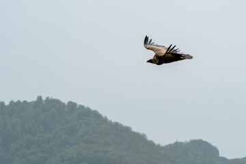 Flying vulture on sunny summer day. Armenia, Caucasus.