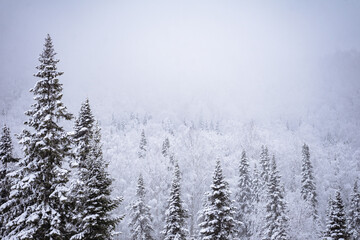snowstorm in the forest, snowy trees in the foggy sky