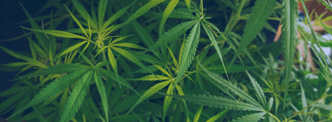 Banner Green weed Marijuana tree cannabis plant narcotic herbal in CBC greenhouse. Panorama Hemp leaf made cannabis crude oil medicine farm. CBC, THC herb agriculture Weed leaf Drug with copy space