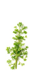 Obraz premium Isolated fresh parsley herb with vibrant green leaves on alpha background, parsley, single, natural