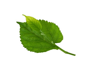 Mulberry leaves green on transparent png