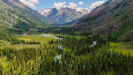 forest in the Altai mountains in the valley of the Multa River