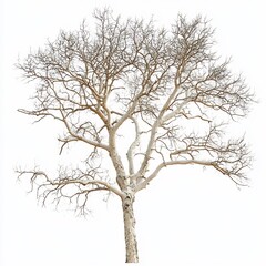 Fototapeta premium Sycamore Tree Branches Silhouetted Against White Background
