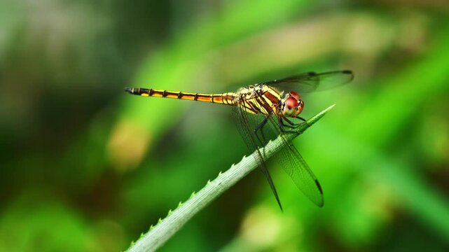 Scarlet skimmer ( crocothemis servilia ) dragonfly on leaf with natural green background, Brown dragonfly with black patterned on its body with red and big green eye resting on tree