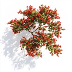 Vibrant Red Caesalpinia Ferrea Tree Foliage with Green Leaves on White Background