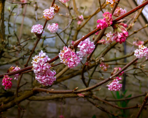 Multiple vibrant pink flowers on brown tree