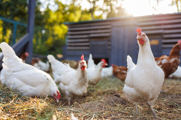 Chickens looking for food in a sunny farm yard, concept of raising eco chicken on a poultry farm