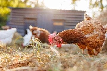 Brown hen pecking at feed in sunny farm yard, free range chickens on eco farm