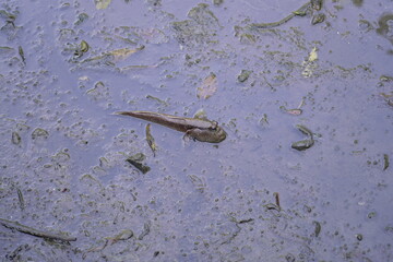 Boleophthalmus pectinirostris, commonly known as the blue-spotted mudskipper or great blue-spotted mudskipper, is a species of mudskipper found in coastal regions of East Asia