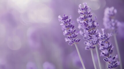 Obraz premium A calming lavender solid background, soft and muted with a subtle purple tint