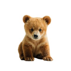 Obraz premium teddy bear,