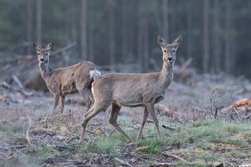 two deer on a clearing on a frosty morning, capreolus capreolus, female, game, mammal, europe, deer