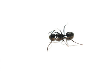 Black ant insect, top view, on a white background.