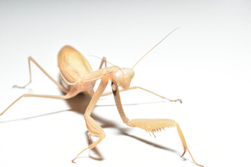 Brown praying mantis insect, top view on white background. Close-up.