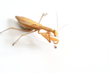 Brown praying mantis insect, top view.
