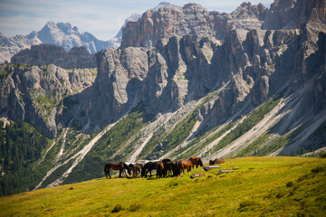 Horses in the beautiful Dolomites