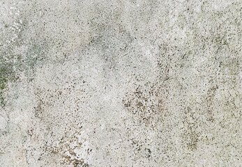 Green moss on cement wall