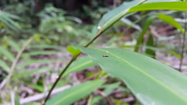 Aesthetic footage of Staphyliniformia on leaves. 4K footage shot in the mountain.