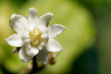 close up of white flowers