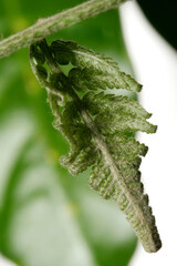 close up of a plant