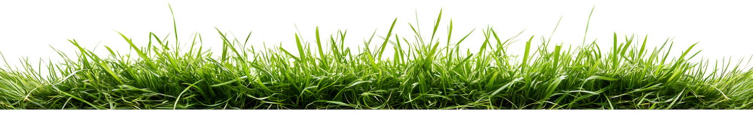 Fresh green grass isolated against a white background