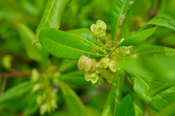 Dodonea viscosa plant on the sea shore