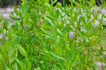 Obraz premium Acacia cyclops growing on the sea shore