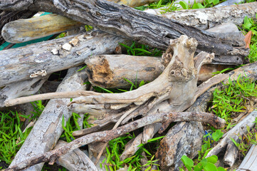 Tree trunks and branches lying on the beach for campfire