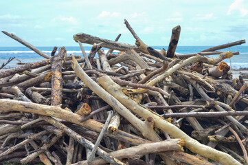 Tree trunks and branches lying on the beach for campfire