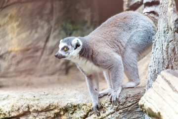 Fototapeta premium A gray and white lemur is standing on a rock